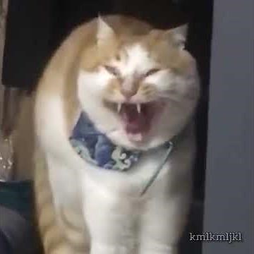 Cat After Dentist