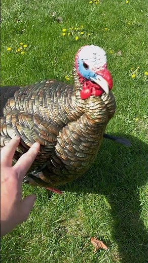 Most realistic turkey decoys ‪@avianxofficial‬ #hunting