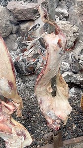 ❤️Anzone ‘errile arrustu - agnello allo spiedo. Una prelibatezza che si prepara per la tosatura delle pecore. S’anzone ‘errile ( agnello di primavera) ha una carne gustosissima perché inizia a integrare la sua alimentazione fatta di latte materno con le erbe primaverili. È sempre bello grasso e succulento. #storiadellacucinadisardegna #tosatura #agnelloarrosto #anzoneerrile già a alimentarsi da solo | Storia della cucina di Sardegna