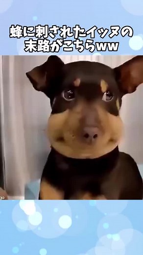 蜂に刺された犬の末路がこちら