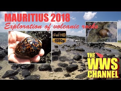 Live Cowrie Shells in low tide pools (volcanic rocks) : Mauritius 2018 !