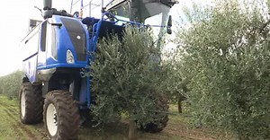 La raccoglitrice di olive "sostenibile": il primo test in Puglia a Terlizzi