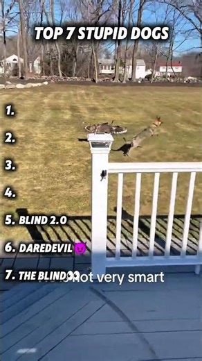 These 7 Dogs Share One Brain Cell 🧠❌ #animals #dog #cute