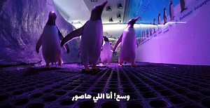 شوفوا رحلة سلطان وباقي بطاريق القطب الشمالي المصرى لسكي مصر. اعرفوا معلومات اكتر من www.skiegy.com/MeetThePenguins | Ski Egypt