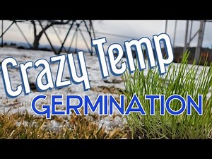 Temperature & Speed of Perennial Rye Grass Seed Germination: How Fast It Grows At Different Temps