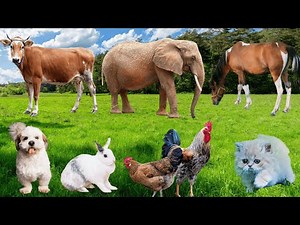 Farm Animal Habitat: Chicken, Horse, Duck, Cow, Goat, Dog, Sheep, Pig, Cat – Zoo Animal Moments