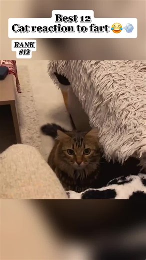 Which Cat Video is Funnier?