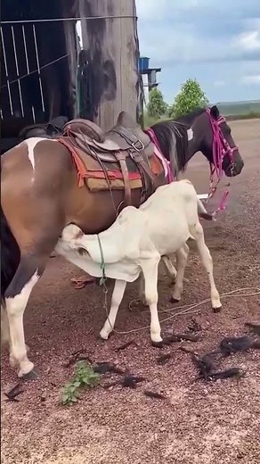 Egua adotou bezerro divide o leite