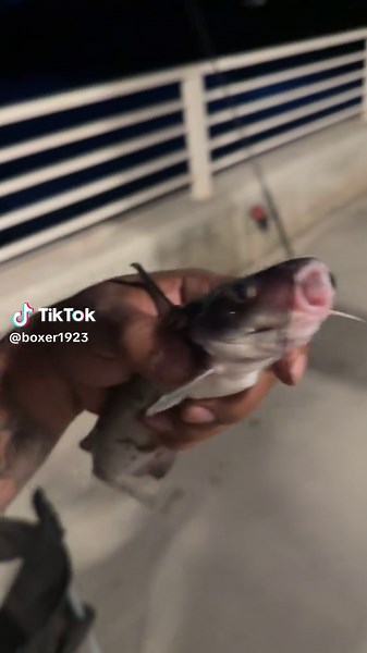 Just call me the catfish whisperer #fishwhisperer #foryoupage #fyp #catfish #fypシ゚viral