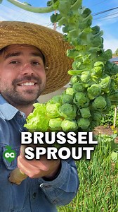 Brussels sprouts are a flavorful cool-season crop that deserves a spot in your raised beds this fall. These hardy plants thrive in chilly weather and actually taste better after a light frost, which helps convert their starches into natural sugars. Depending on the variety, sow seeds from late spring through late summer—or start with transplants in early fall if you’re short on time. Give each plant plenty of space to grow—about 18 to 24 inches apart—and be patient: they take 80 to 100 days to m