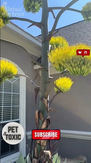 Plants That Survive Extreme Heat and Full Sun