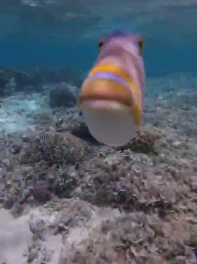 Understanding Triggerfish Behavior and Safety Tips