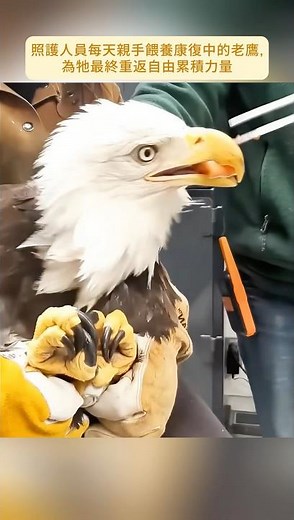 善良男子救出無法飛行的白頭海鵰，幫助牠重返藍天