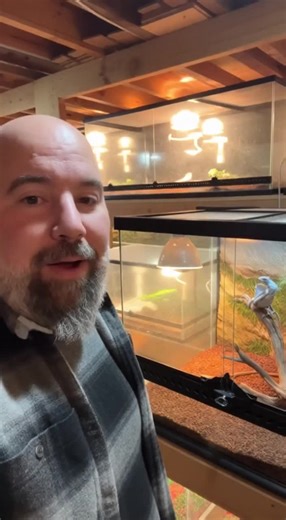 Check out the new comer to the reptile habitat. A baby frost dragon, very cute and cold to the touch. #dragon #frostdragon #dinosaur #reptile