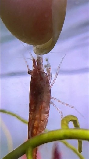 ¡A COMER! 🩵🦐🐠 #aquaticpets #neocaridinashrimp #shrimp #fishtank #aquarium #pecera #acuario
