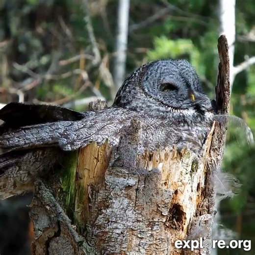 10K reactions · 567 shares |  NEW LIVE CAM ALERT  Oh, hello, we have an Earth Day surprise! This beautiful Great Gray Owl mom has eggs in her nest 讀 | explore.org | Facebook