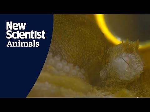 Watch an octopus dream and replay colours during a REM-like sleep state
