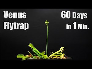 Venus Fly Trap Blooming - 60 Days Time Lapse