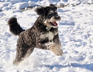 3.2K views · 119 reactions | The snow is here and we are loving it! Featuring: Gracie, Moose, Phynn, Addy, Kona, Fritz, and Prairie Enjoy! -Laura | Happy Tails Pet Resort and Camp | Facebook