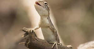 Comment se débarrasser efficacement des lézards qui envahissent votre maison