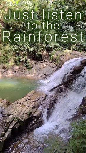 Rainforest Melodies and Vistas | No Music