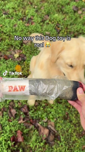 Funny Dog Toy Reactions That Will Make You Laugh