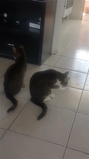 This cat doesn't want to drink his milk 🥛😸