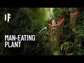 What If You Were Trapped in a Meat-Eating Plant?