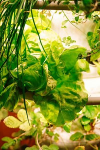 Lettuce Grow Review - Is The Farmstand Worth It? 2026