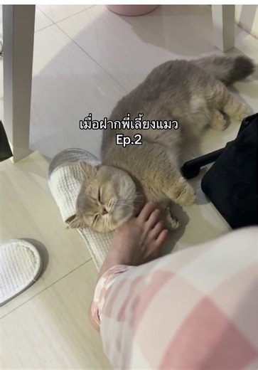 ความสนุกกับการเลี้ยงแมวมันช์กิ้นขาสั้น