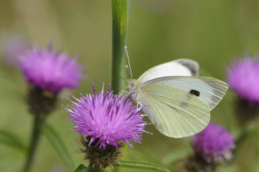 Butterflies and moths