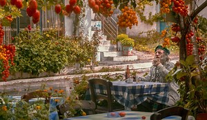 Do Upside-Down Tomato Planters Really Work?