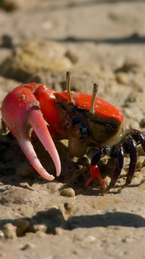 These tiny #FiddlerCrabs have a pretty dramatic way of escaping predators 🦀 #ParadiseIslands #AnimalsOfTikTok
