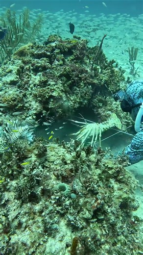 How We Catch Lobster in The Bahamas #fishing #spearfishing