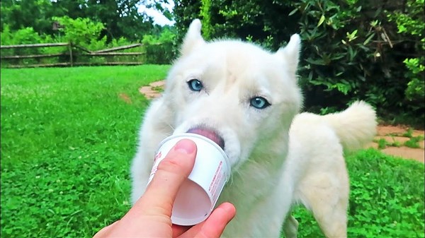 Husky tries dog ice cream for the first time – his face says it all