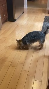 1.4K views · 36 reactions | Mocha is a 5 year old Morkie and is incredibly smart. She has the cutest little traits like playing with her treats and loves to watch TV 殺 | Rumble Dogs | Facebook