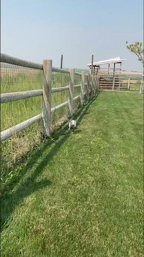 Technoblade running away from Ranboo be like #shorts