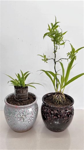 Beautiful spider plant flowers| easy make garden plant #shorts #plants #flowers