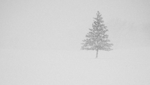 Embracing the Mist: Techniques for Fog Photography