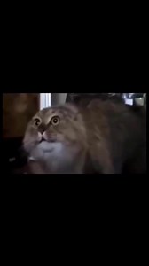 140K views · 4.4K reactions | Karate kid(2009)  #ဟာသ #ONELumpinee #ufc #boxing #ဟာသ #entertainment #skills #olympia #talent #americagottalent #usa #europe #asia #AI #Myanmar #thailand #funny #short #funnyreels #flowers #highlights #tools #OMG #facebookreelsviral #facebookreels #TunTunOorijal #car #Dangerous #WWE #foryouシ | Tun Tun Oo | Facebook