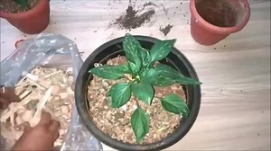 18K views · 166 reactions | How to repot your vegetable seedlings into bigger pots. What should be the ideal potting mix ? You can buy potting mix and seeds here - : https://nurserylive.com/plant-fertilizers As explained by Whymsy Crafter https://goo.gl/5KmVgo | nurserylive | Facebook