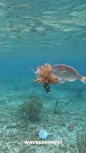 Don't Remove the Sargassum Yet #reeflife #marineconservation #shorts