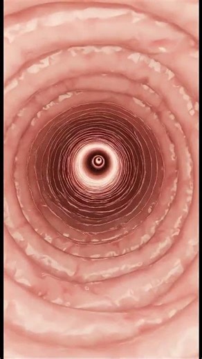 Inside the Cervical Tunnel — A Rare 3D Medical View