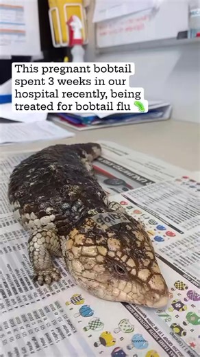 6.4K views · 258 reactions | Habitat loss is an abstract idea, much...