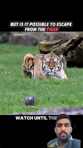 pigeon are fast Other Animals but tiger move very fast #trending #animals #wildlife #tiger #pigeon
