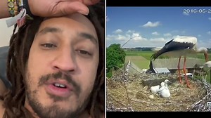 78K views · 1.4K reactions | The DARK Origin of the Stork “Dropping Off” Babies  #PatGeo | Patrick Cloud | Facebook