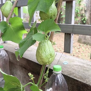 234K views · 2.3K reactions | Super Fast And High Yield Coin Farming, Watch Here: https://youtu.be/x2jZnxaabPY | DIY Balcony Garden | Facebook