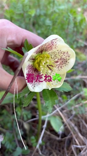 Spring is just around the corner! 🌸