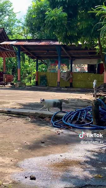Roro Paskibra: Akting Kucing Lucu dan Resep Ikan Parsi