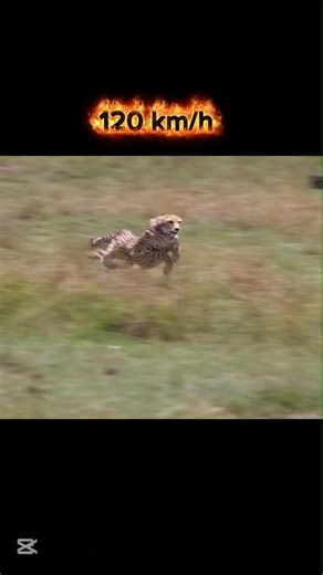 The Fastest Machine in Nature 👑🥶